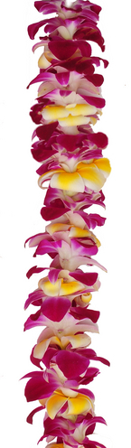 Single Orchid with Plumeria  | Graduation