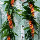 Ti Leaf Maile Style Lei & Cigar Twist