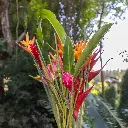 16-24 Assorted Tropical Stems