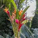 13-15 Assorted Tropical Stems
