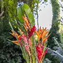 13-15 Assorted Tropical Stems
