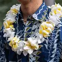 Single White Orchid & Plumeria Lei