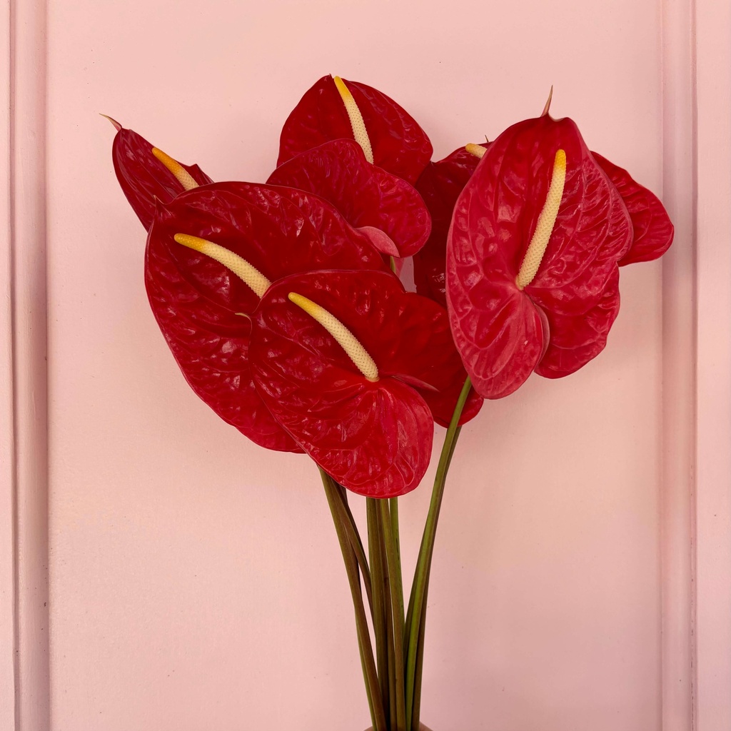 12 Red Anthuriums