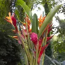 13-15 Assorted Tropical Stems