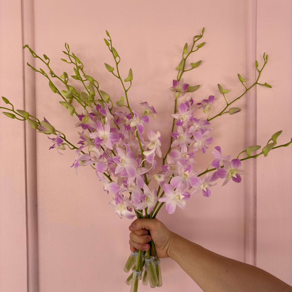 10 Mixed Orchid Stems