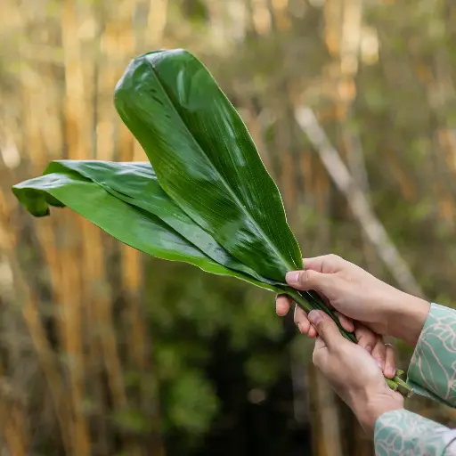 Green Ti Leaf