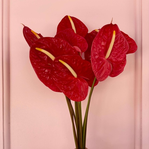 12 Red Anthuriums