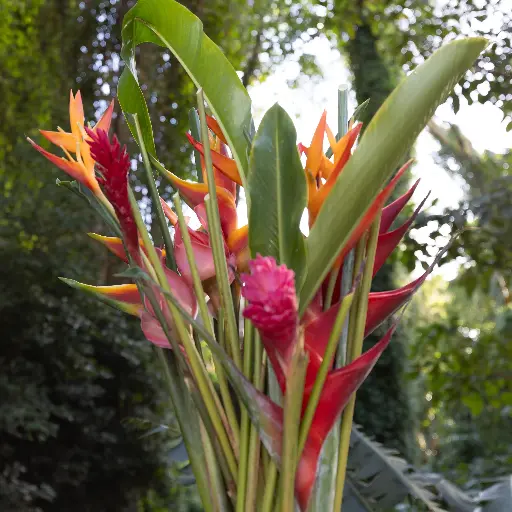 13-15 Assorted Tropical Stems